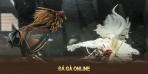 Bật Mí Cách Chơi Đá Gà GA28 Tại AA88 Ăn Tiền Mỏi Tay