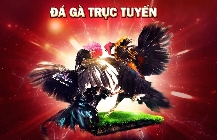 Trải Nghiệm Đá Gà AA88 Đỉnh Cao Săn Thưởng Lớn Ngay Hôm Nay